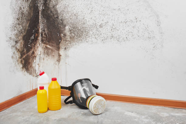 Professional Mold Removal in Lexington, WA