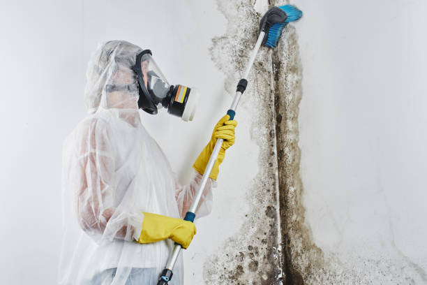 Best Mold Removal and Inspection  in Lexington, WA
