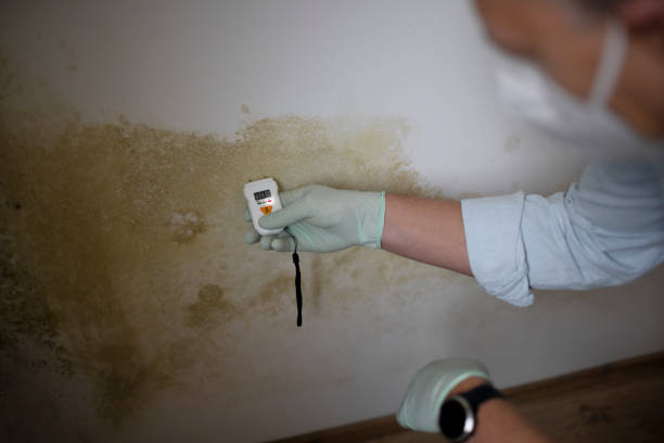 Best Mold Damage Repair  in Lexington, WA