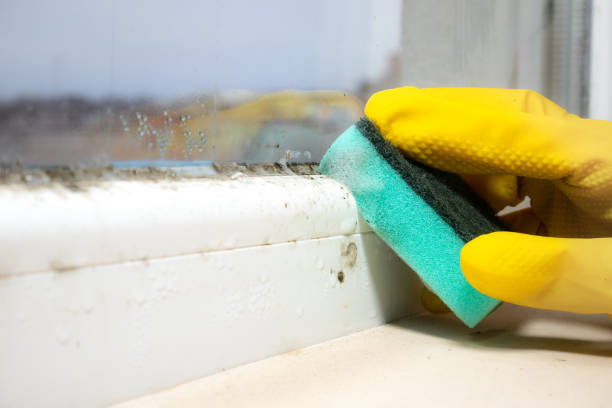 Best Mold Removal Near Me  in Lexington, WA
