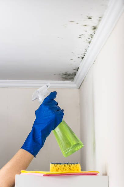 Best Best Mold Removal Companies  in Lexington, WA