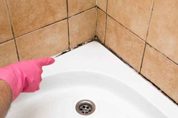 Mold Removal and Inspection in Lexington, WA